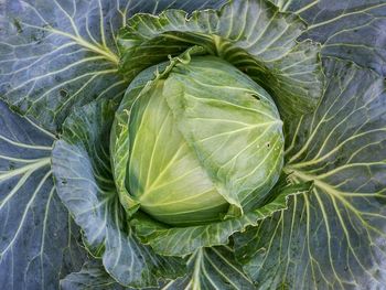 Directly above shot of cabbage with leaves