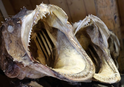 Close-up of animal skull