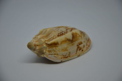 Close-up of seashell on white background