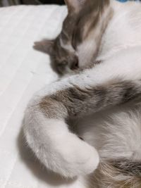 Close-up of cat resting