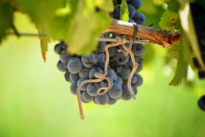 Close-up of grapes hanging on vineyard
