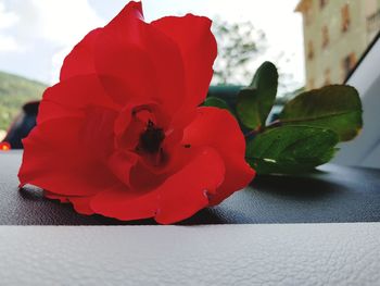 Close-up of red rose