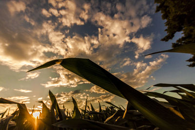 Close-up of silhouette plant on land against sky during sunset