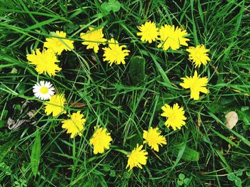 Close-up of yellow flowers blooming in field