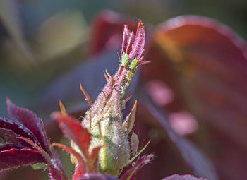 Close-up of pink flowering plant