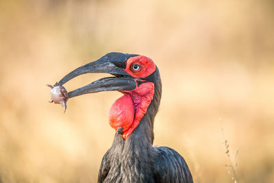 Close-up of bird