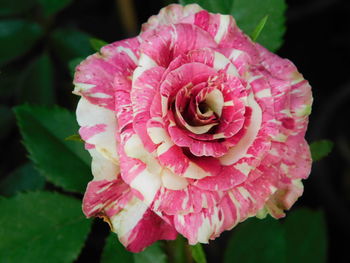 Close-up of pink rose blooming outdoors