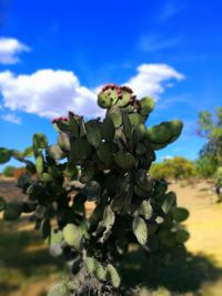 Close-up of cactus plant against blue sky