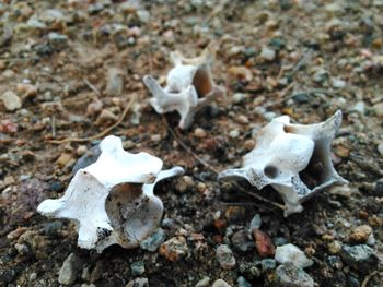 Close-up of white flowers