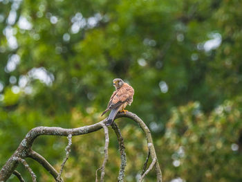 Bird perching on a branch