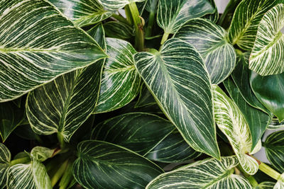 Plant leaves philodendron white measure birkin - top view. beautiful green background of plants