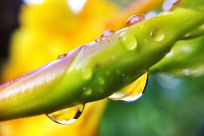 Close-up of wet plant