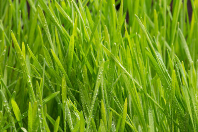 Full frame shot of wet plants growing on field