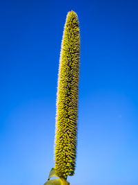 Low angle view of succulent plant against blue sky