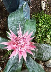 Close-up of pink flowers blooming outdoors