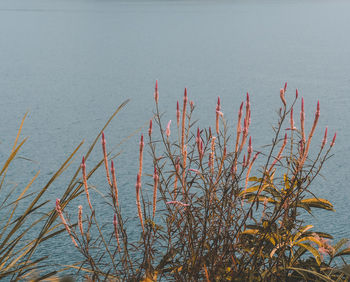 Close-up of plants against lake