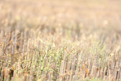 Stubbles on field