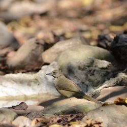 Close-up of birds perching on rock