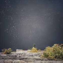 Trees on field against sky at night