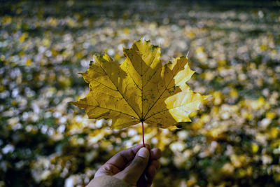 Close-up of hand holding maple leaves