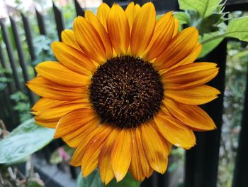 Close-up of sunflower
