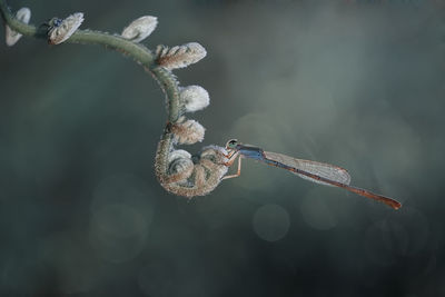 Close-up of snow on plant