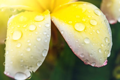 Close-up of wet yellow flower