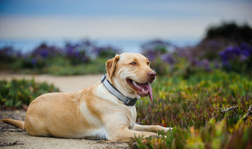 Yellow labrador retriever relaxing on field