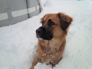 Dog in snow