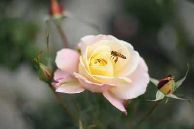 Close-up of pink rose