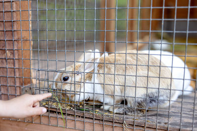 Cute rabbits on animal farm in rabbit-hutch. bunny in cage on natural eco farm. animal livestock