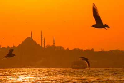 Silhouette of birds flying over sea during sunset