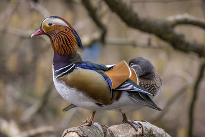 Close-up of bird perching on rock