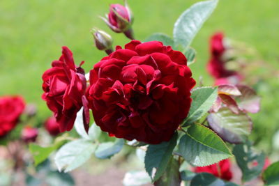 Close-up of pink flowers