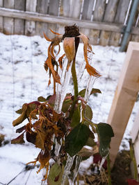 Close-up of dry plant on snow covered field
