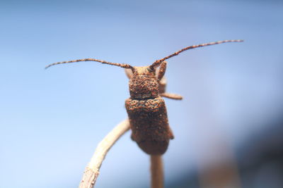 Close-up of insect on plant against sky