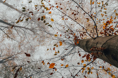 Low angle view of leaves falling on tree during autumn