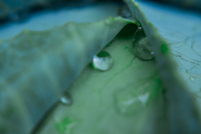 Close-up of water drops on leaf