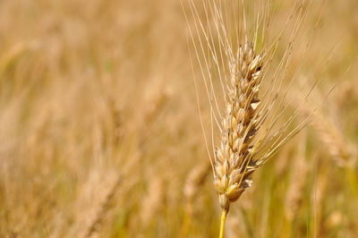 Close-up of stalks in field