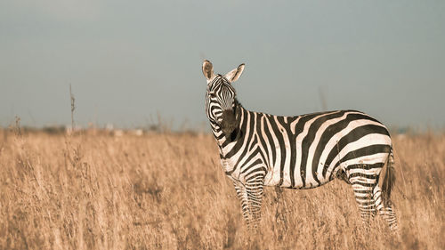 Zebra on grassland in africa, national park of kenya