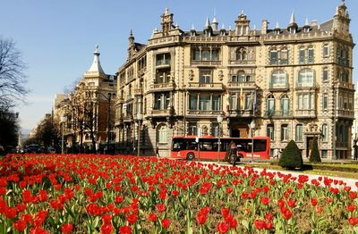 Red flowers in city