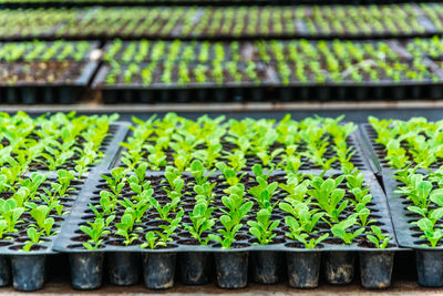 Seedlings in tray