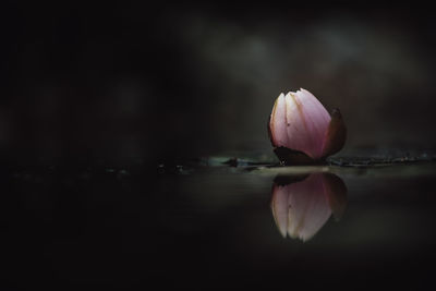 Close-up of lotus water lily floating in lake