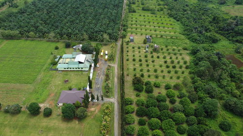 High angle view of agricultural field