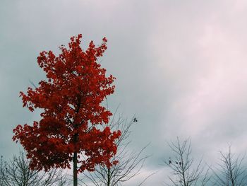 Low angle view of tree against sky during winter