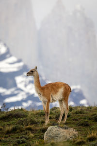 Deer standing on mountain