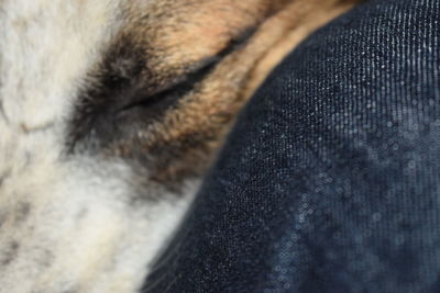 Close-up of dog