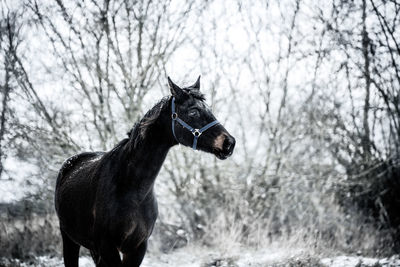 Horse standing on field