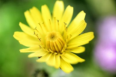 Close-up of yellow flower