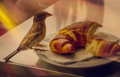 Close-up of bird on plate